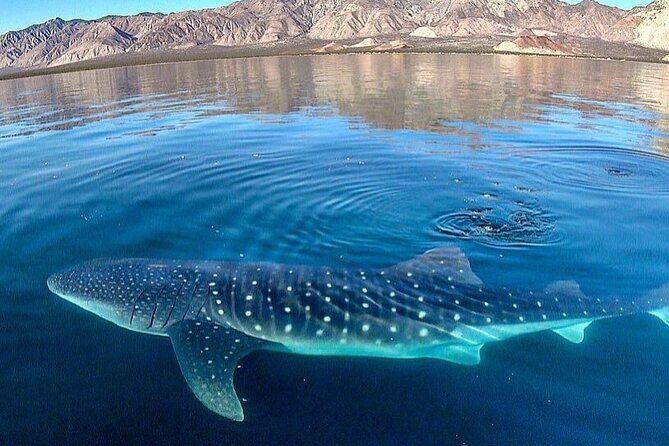Whale Shark Snorkeling Tour in La Paz - Why This Tour Offers Great Value