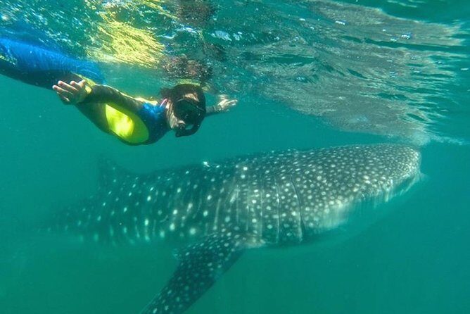 Whale Shark Swim Adventure in La Paz - Final Thoughts: Is It Worth It?