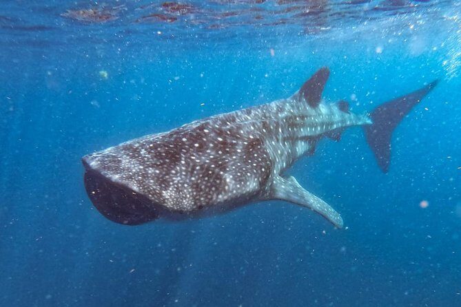 Whale Shark Swim Adventure SMALL GROUP from Cancun - Why This Tour Offers Great Value