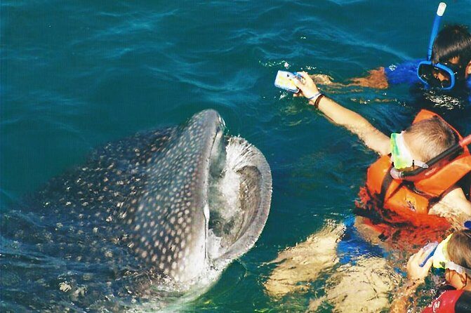 Whale Shark Swim Adventure SMALL GROUP from Cancun - Who Is This Tour Best For?