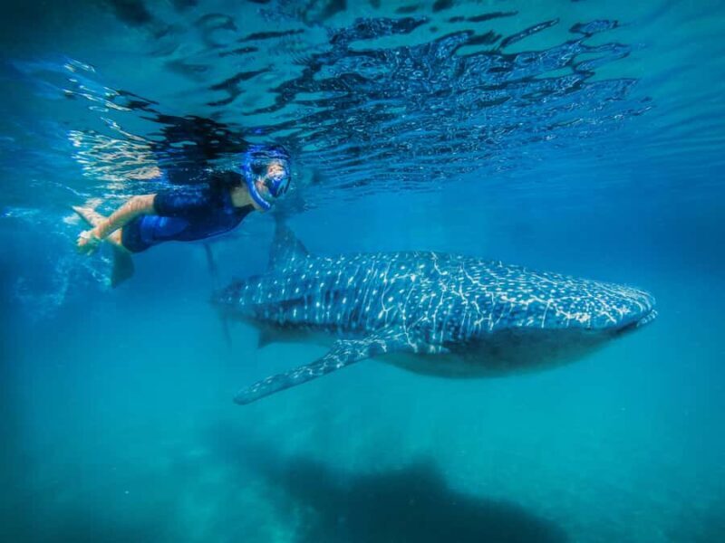 Whale Shark Swim, La Paz, and Todos Santos Day Trip - An Honest Look at the Experience