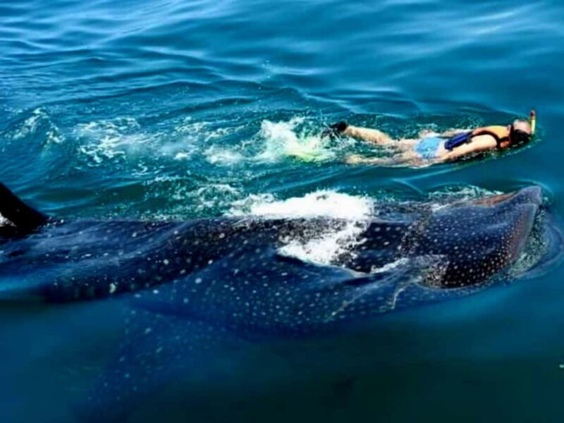 Whale Shark Swim, La Paz, and Todos Santos Day Trip - Authentic Experiences and Real Feedback