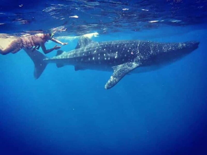 Whale Shark Swim, La Paz, and Todos Santos Day Trip - Why This Tour Is a Great Choice