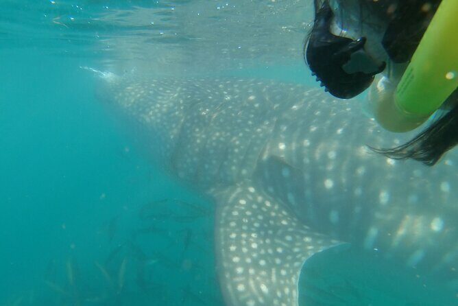 Whale Shark Swimming Adventure: Small Group with Marine Biologist - Practical Details