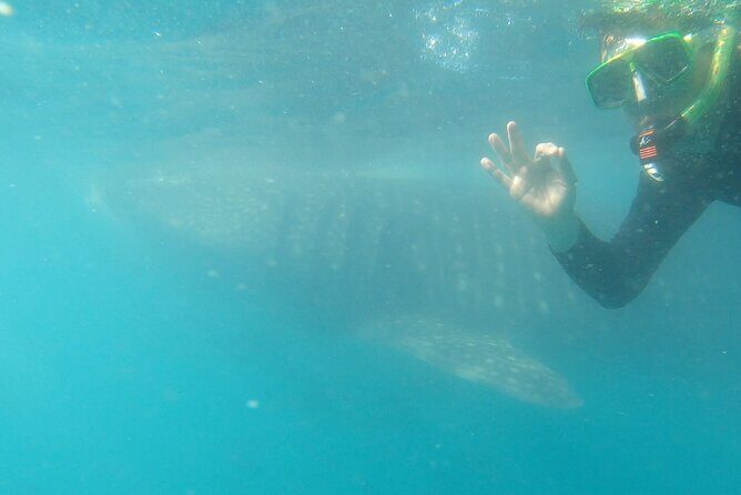 Whale Shark Swimming Adventure: Small Group with Marine Biologist - Final Thoughts