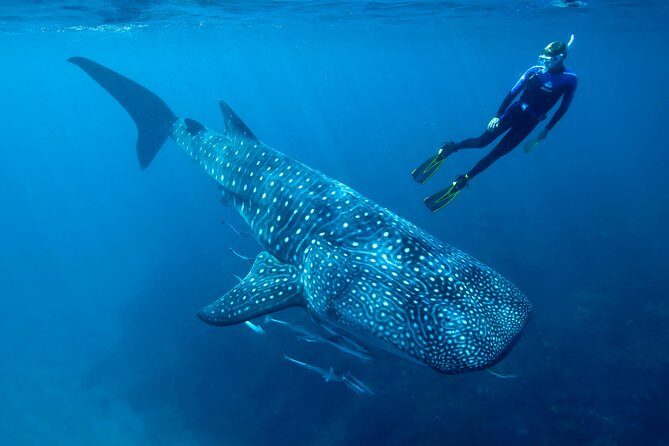 Whale Shark Swimming and Isla Mujeres Beach Tour - The Itinerary in Detail