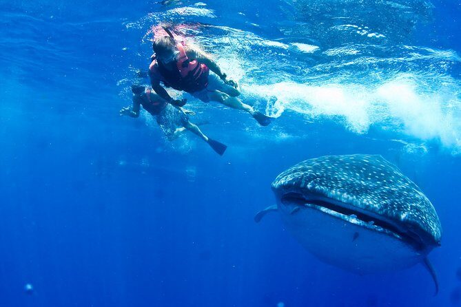 Whale Shark Swimming and Isla Mujeres Beach Tour - Practical Considerations