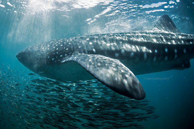 Whale Shark Swimming and Isla Mujeres Beach Tour - Who Is This Tour Best For?