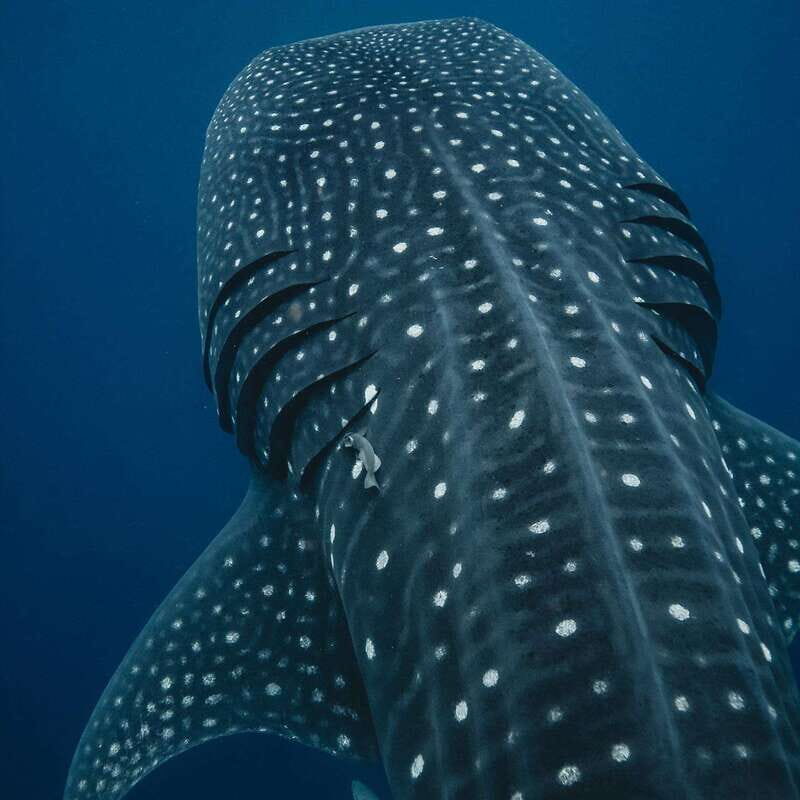 Whale Shark swimming ocean safari all included tour - The Itinerary, in Detail
