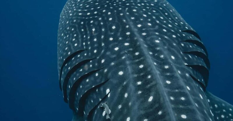 Whale Shark swimming ocean safari all included tour - Is This Tour Right for You?