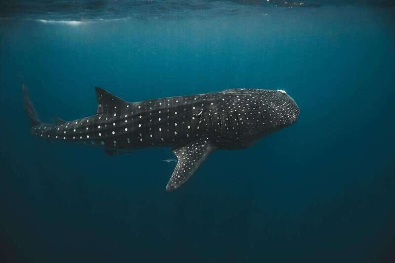 Whale Shark swimming ocean safari all included tour - FAQ