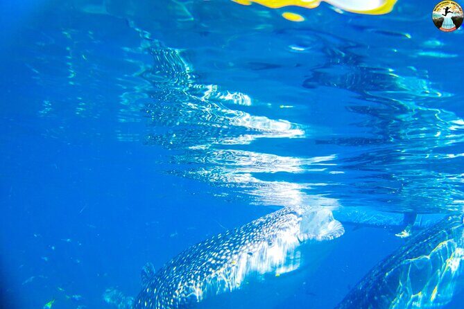Whale Shark Swimming, Tumalog Falls and Kawasan Canyoneering - Exploring Cebu’s Diverse Attractions in One Day