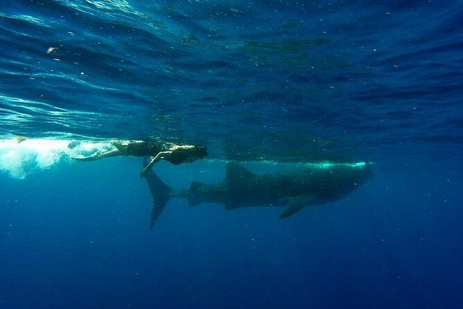 Whale Shark Tour from Cancun and Playa Del Carmen - The Sum Up