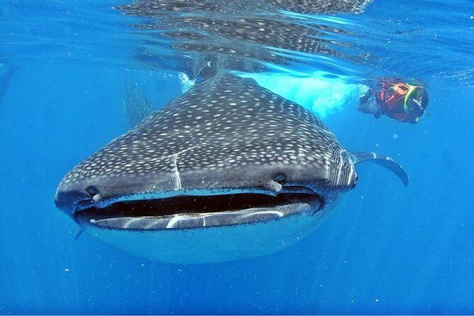Whale Shark Tour from Cancun, Playa del Carmen, Tulum and Riviera Maya - An In-Depth Look at the Whale Shark Tour Experience