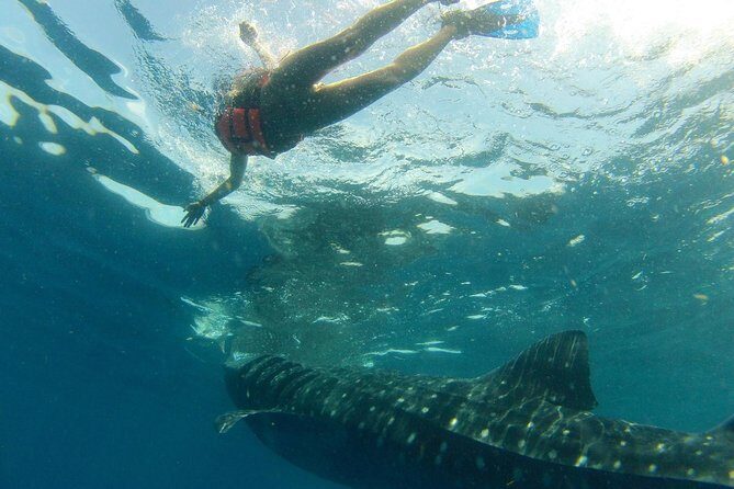 Whale Shark Tour from Holbox Island - Who Will Love This Tour?