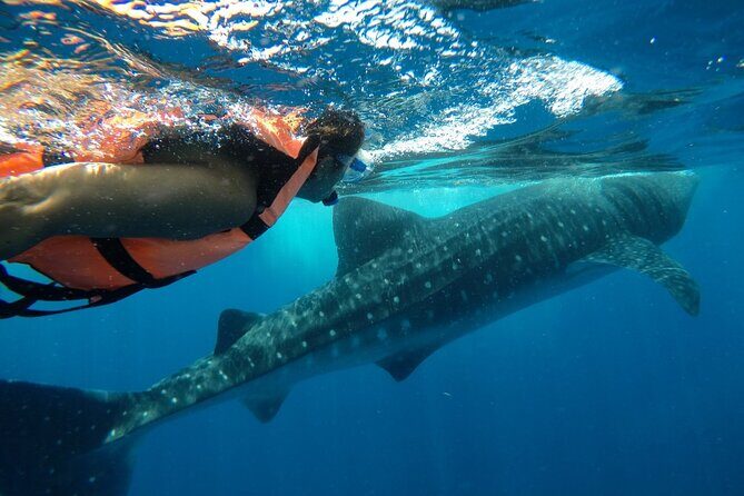 Whale Shark Tour from Holbox Island - Final Thoughts