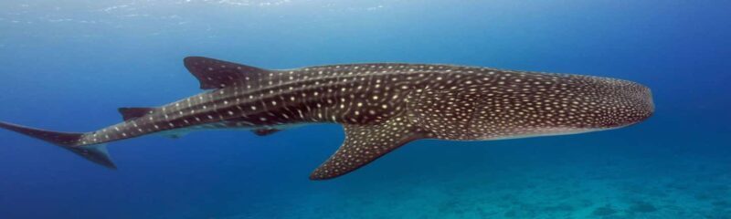 Whale Shark Tour in Cancun in Italian - Key Points
