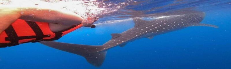Whale Shark Tour in Cancun in Italian - FAQs