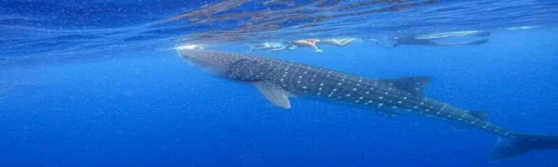 Whale Shark Tour in Cancun in Italian - Final Thoughts