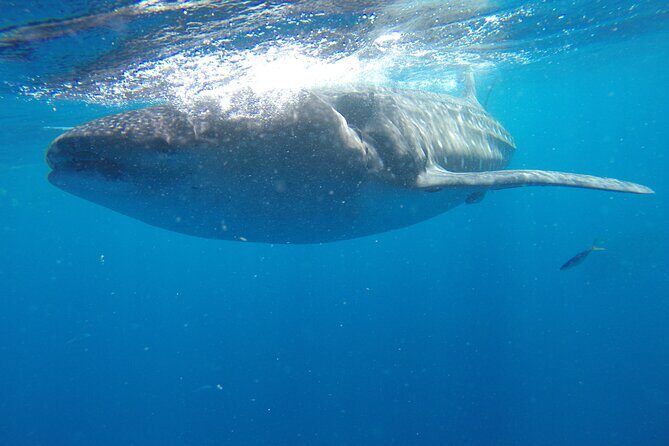 Whale Shark Tour Isla Mujeres - FAQ