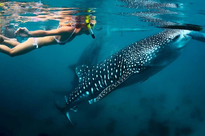 Whale Shark Watching and Sumilon Sandbar Private Tour Package - What to Expect from the Tour