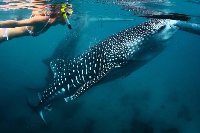 Whale Shark Watching & Tumalog Falls & Kawasan Falls - Stop 1: Oslob for Whale Shark Watching