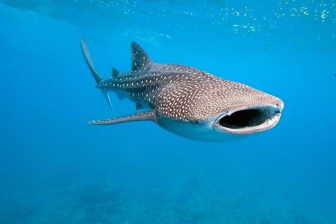 Whale Shark Watching with Sumilon Sandbar and Kawasan Falls Tour - Practical Tips for a Smooth Experience