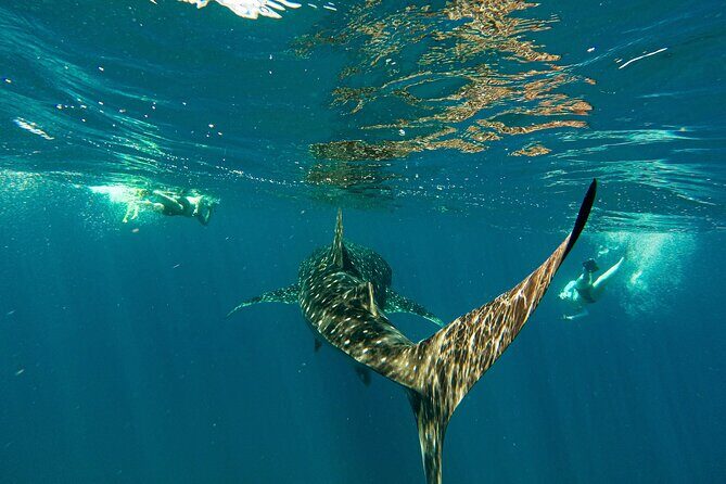 Whale Sharks and Sea Lions Snorkeling Picnic at Balandra Beach - An In-Depth Look at the Tour