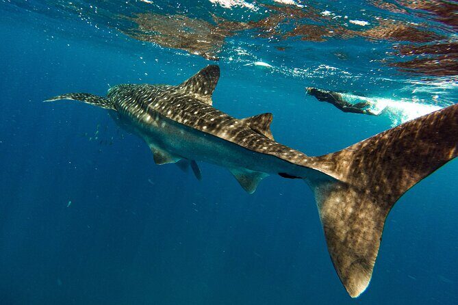 Whale Sharks and Sea Lions Snorkeling Picnic at Balandra Beach - Final Thoughts