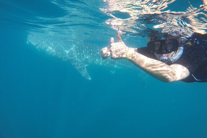 Whale sharks and sea lions snorkeling plus Balandra beach lunch - FAQ: Your Questions Answered