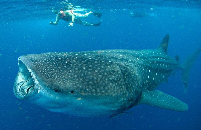 Whale Sharks Small-Group Tour in Cancun and Riviera Maya - A Closer Look at the Experience