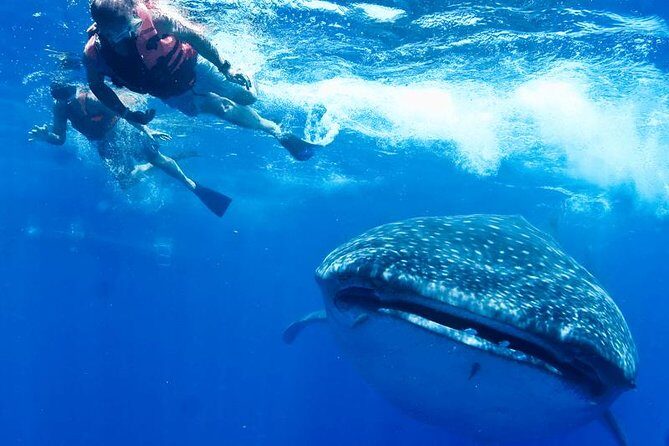 Whale Sharks Small-Group Tour in Cancun and Riviera Maya - Practical Details