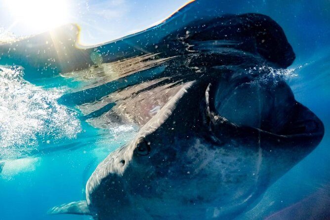 Whale Sharks Small-Group Tour in Cancun and Riviera Maya - The Sum Up: Who Is This Tour Best For?