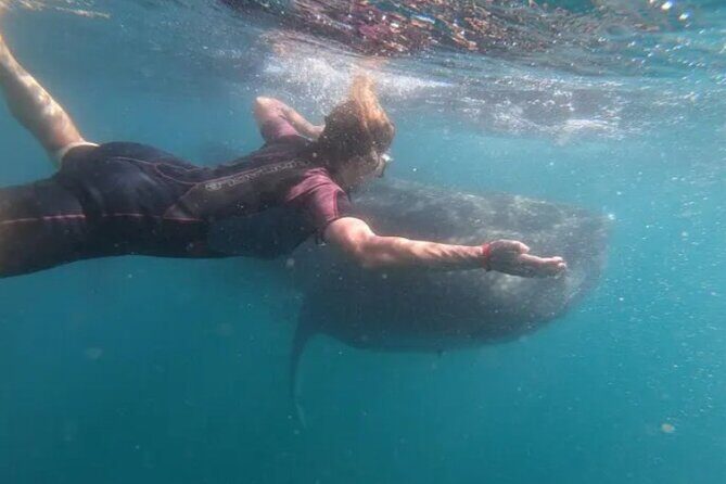 Whale Sharks Snorkeling Experience - What Makes This Tour Special?