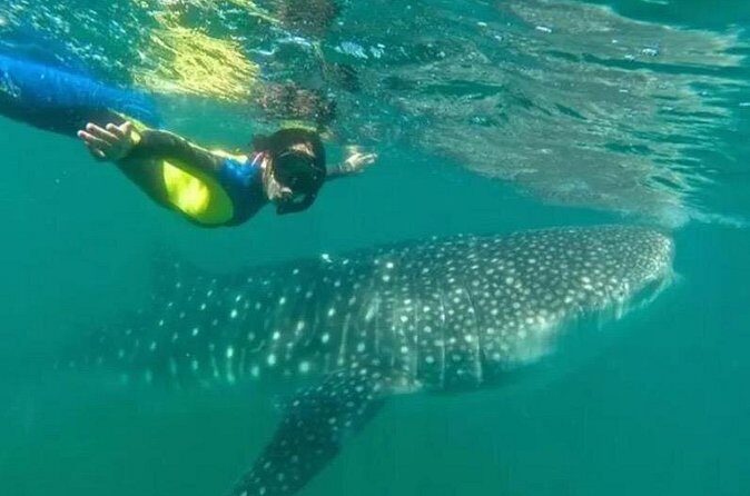 Whale Sharks Snorkeling Experience - Who Should Consider This Tour?