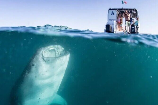 Whale Sharks Snorkeling Experience - The Sum Up