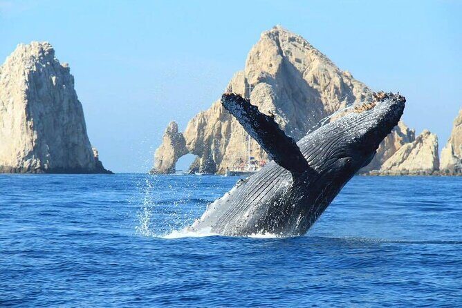 Whale Tale Adventures in Los cabos - Introducing Whale Tale Adventures in Los Cabos
