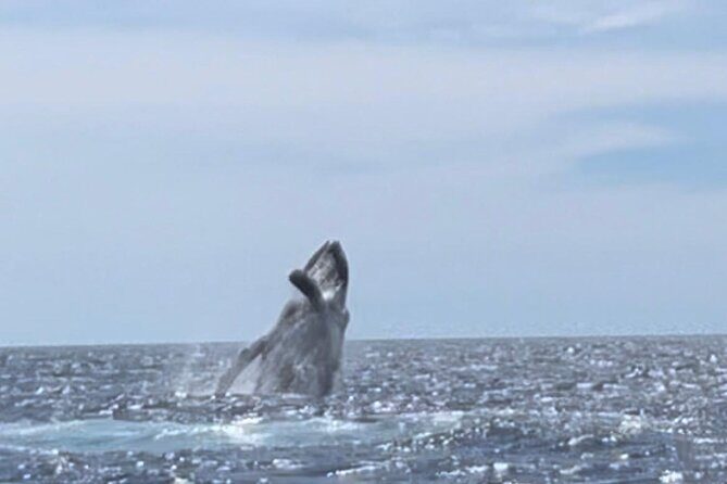 Whale Tale Adventures in Los cabos - Frequently Asked Questions