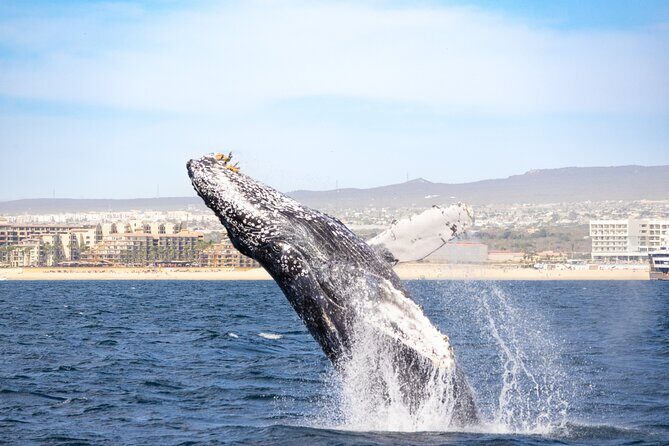 Whale Tour c/ Certified Guide, Photos & Hydrophone - The Sum Up