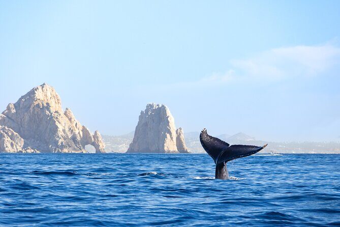 Whale Tour c/ Certified Guide, Photos & Hydrophone - FAQ