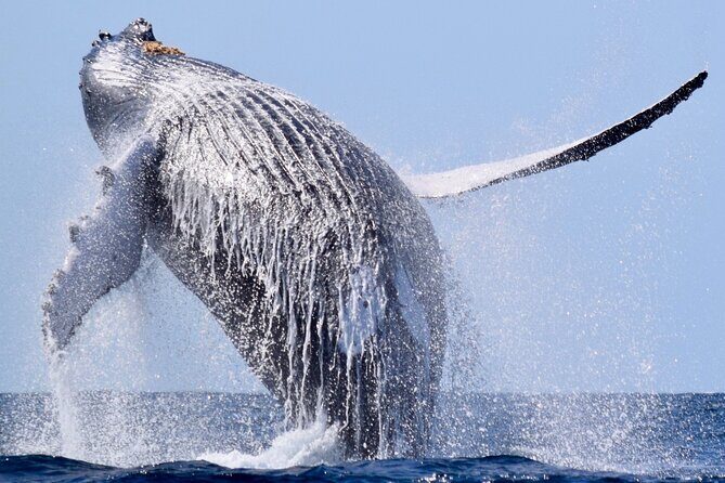 Whale Tour, Sail to Cabo San Lucas Arc + Food - What Makes This Whale Tour Special