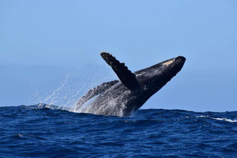 Whale Watch Cabo: Group Whale Watching Tour - FREE photos - What to Expect on Your Whale Watching Adventure