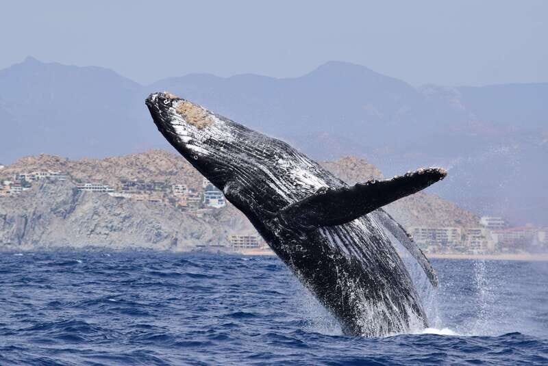 Whale Watch Cabo: Group Whale Watching Tour - FREE photos - The Value of the Tour