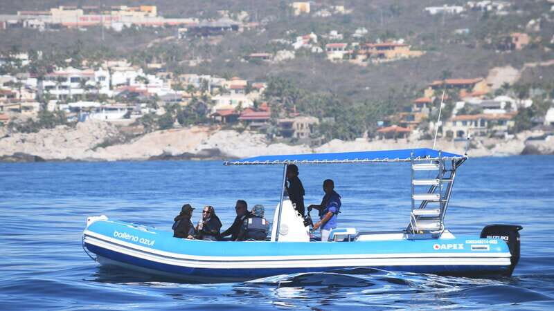 Whale Watch Cabo: Zodiac Whale Adventure - FREE Photos - The Itinerary: What to Expect on Your Zodiac Whale Adventure