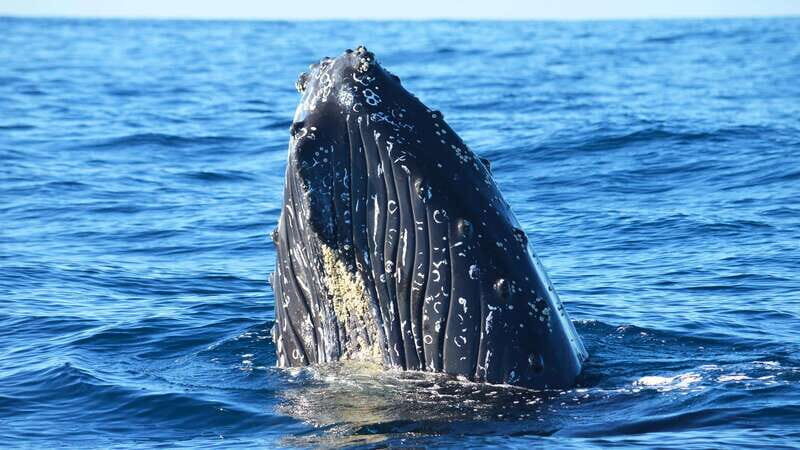 Whale Watch Cabo: Zodiac Whale Adventure - FREE Photos - Practical Details: What Travelers Should Know