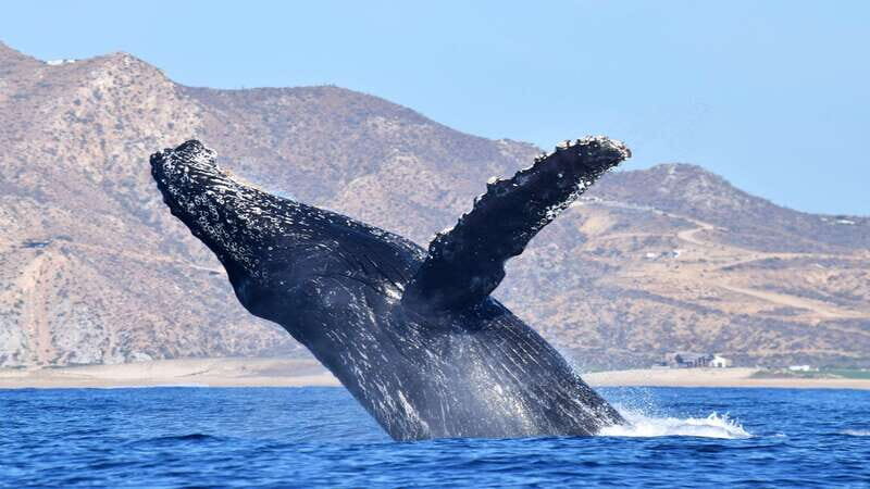 Whale Watch Cabo: Zodiac Whale Adventure - FREE Photos - Who Will Love This Tour?