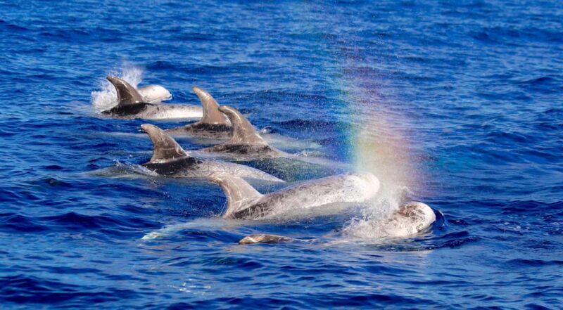 Whale watching - An In-Depth Look at the Whale Watching Tour