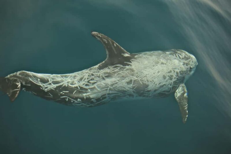 Whale watching - Final Thoughts: Is It Worth It?