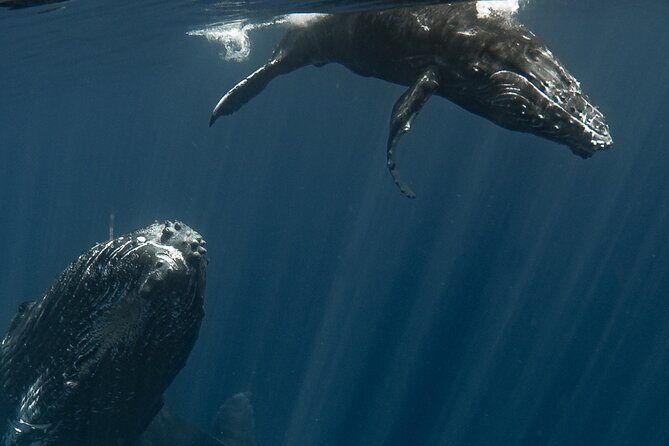 Whale Watching Activity - The Authenticity and Connection
