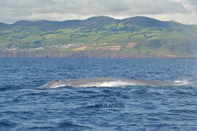 Whale Watching Activity in North Coast - Dive Into the Details: What Makes This Whale Watching Tour Stand Out